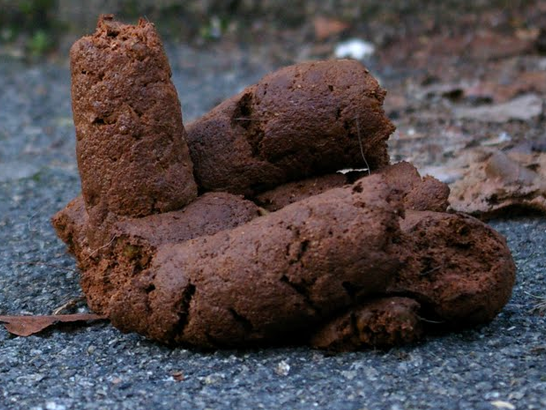 crotte-546x410.png
